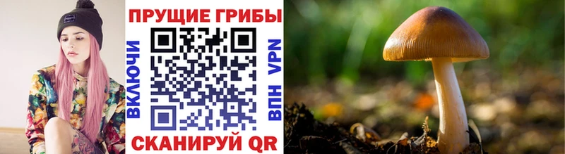 Псилоцибиновые грибы ЛСД  сколько стоит  гидра ССЫЛКА  Советск 